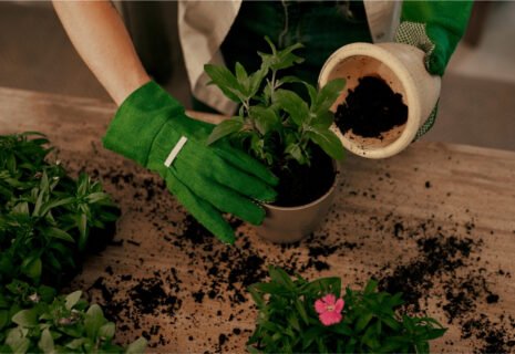 horticulture services