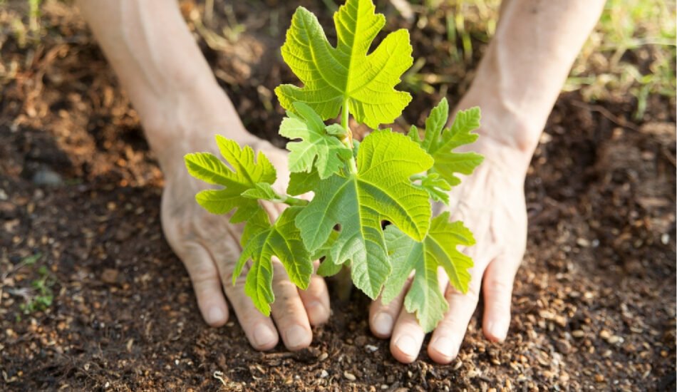 horticulture services